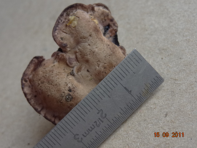 Difficile... chiss� ? QUIZ